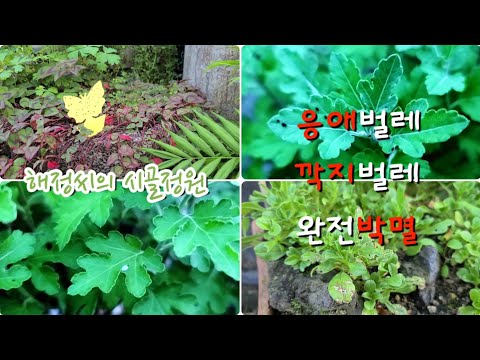 Rural garden |  Here are two simple ways to eradicate damaging plant bugs in a week~!