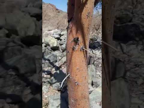 الفرق بين اشجار السيال والطلح والاشبهان ج١