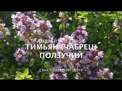 Бейне: Тимьян шайы: артықшылықтары, қарсы көрсетілімдері, сусынның рецепті