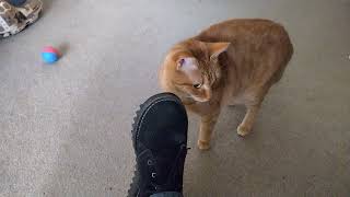 Buffy the Ginger Tabby Cat by Martin 482 views 2 months ago 12 seconds