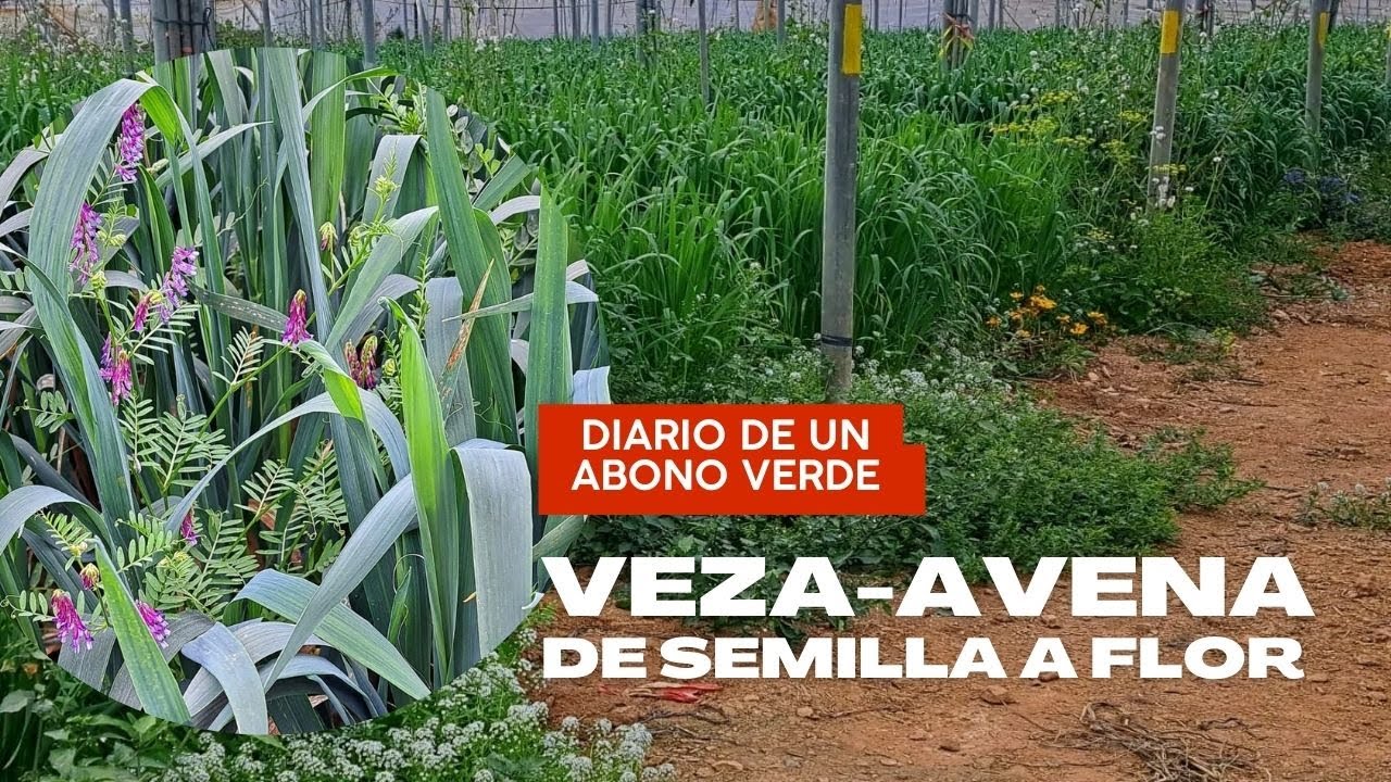 diario-de-un-abono-verde-veza-y-avena-evoluci-n-de-semilla-a-flor