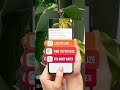 Plant App - Plant Identifier