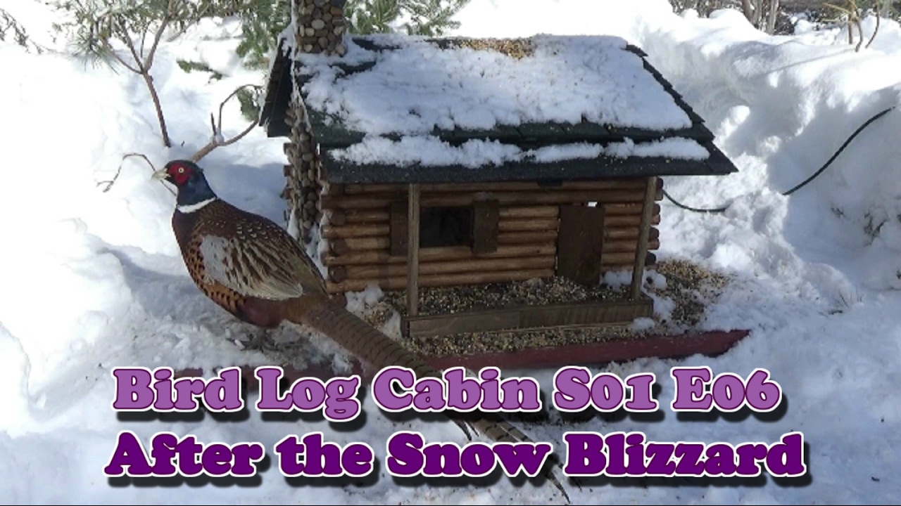 Snow storm at the Bird Log Cabin S01 E06