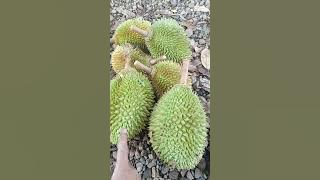 Cara Membedakan Durian Matang Dan Mentah Agar Tidak Tertipu