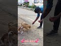 puppies waiting for me🐕 #petlover #doglover #animallover #spreadlove#happiness #petcare #trending