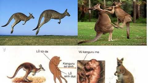 HIEN   BAI 48 SH7 19,20 TT