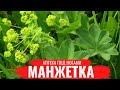 МАНЖЕТКА /О правилах сбора, нюансах заготовки и приготовлении полезных настоев/ Аптека под ногами