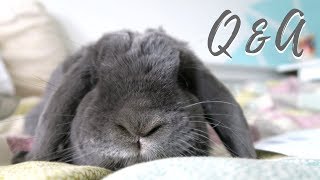 Did You Ever Feel Like Giving Up Your Rabbits? Q&A