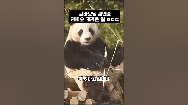 강바오님 러바오 데려온썰 ㅎㄷㄷ #동물 #panda