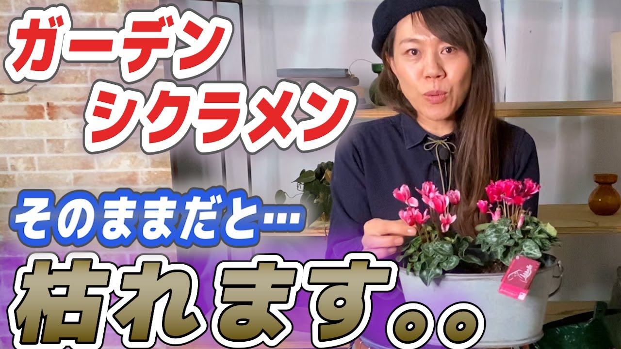 【有料級】みんな知らないガーデンシクラメンの育て方！春まで楽しむ方法をプロが紹介します【植え付け】【園芸チャンネル】