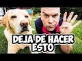 4 Errores que Cometes al Castigar a tu Perro (y QUIZÁS aun no lo SABES)