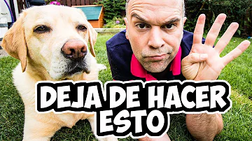 ¿Cómo se castiga a un perro para que aprenda?