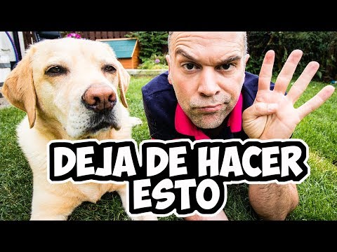 Video: Cómo Castigar A Un Cachorro