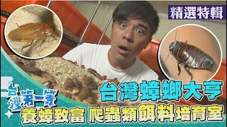 台灣第一等【兩棲爬蟲寵物 飼養入門秘笈台灣蟑螂大亨 養蟑致富高級餌料培育】 _精選特輯