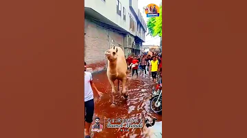 خوبصورت اونٹوں کی جوڑی 