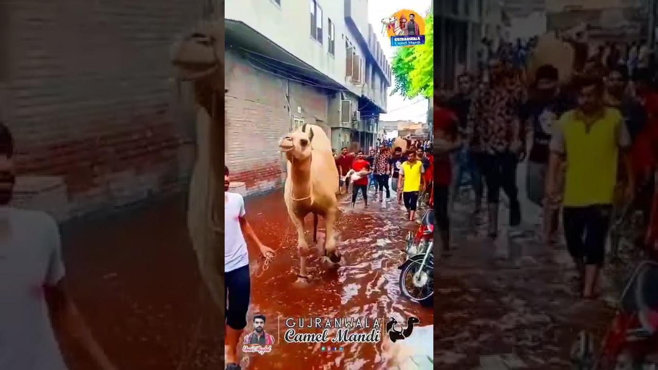 خوبصورت اونٹوں کی جوڑی