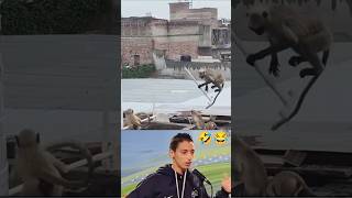 🐒 Bandar Ki Ninja Jump Fail | Funny Video #shorts#monkey #monkeyfunny #monkeycomedy #viral #trending