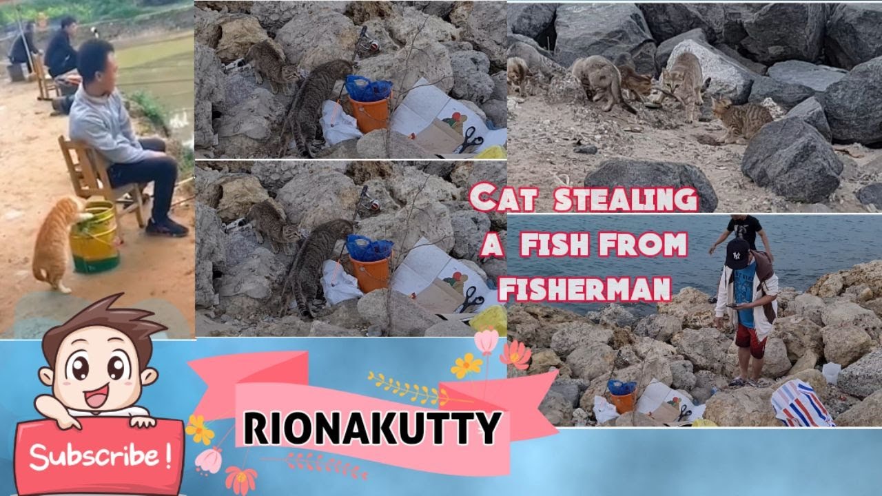 Cat stealing fish from fisherman YouTube