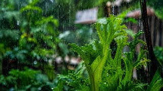 Nature Rain Sounds for Sleeping Fast & Anxiety Relief