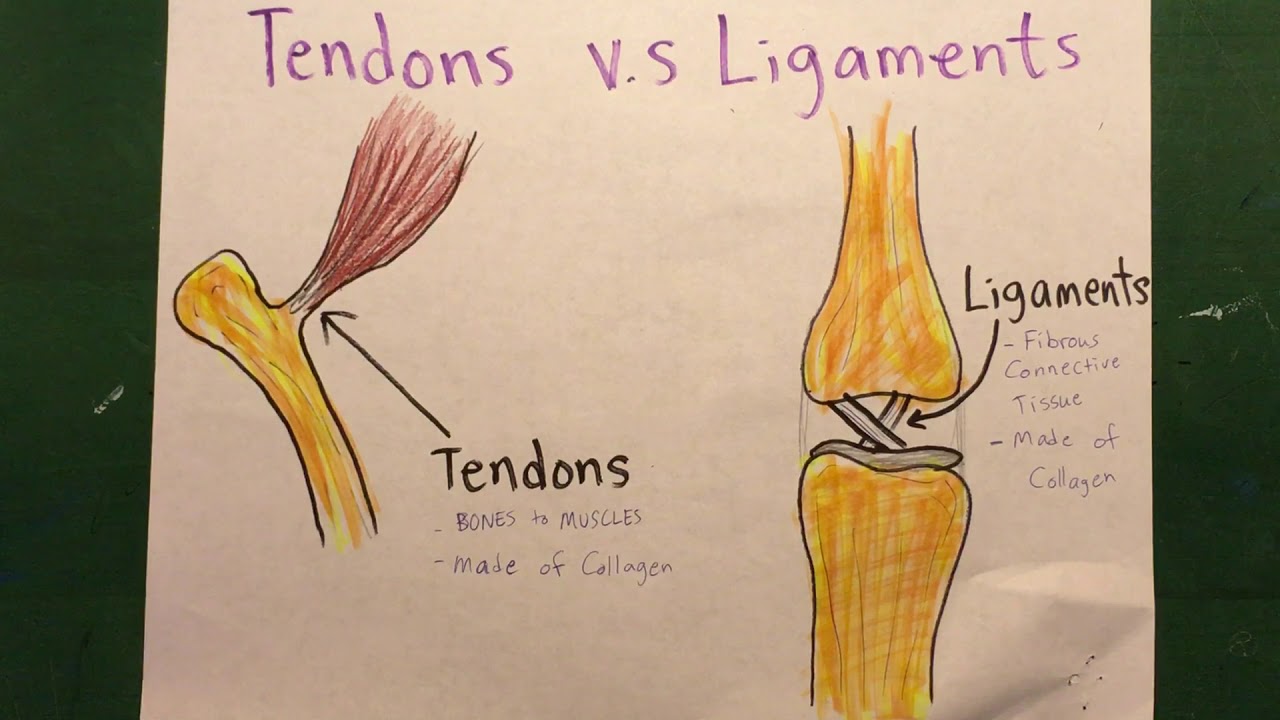 Difference Between Tendons and Ligaments - YouTube
