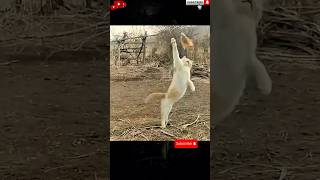 Cat Catches a Flying bird😲 Cat Vs Bird🐈🕊️#cats #birds #shorts