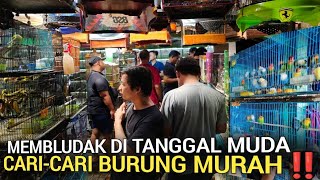 PASAR BURUNG PRAMUKA ! TER-LENGKAP MURAH DI KIOS OMBYOKAN BAHAN GACORAN