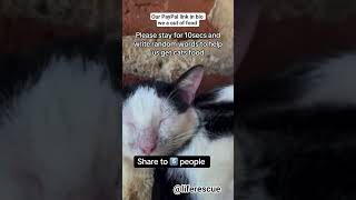 Please stay for 10seconds and write random words to help us get cats food PayPal link in bio