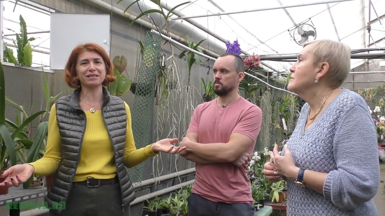 Орхидея Максиллярия (Maxillaria)