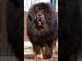 Top 10 biggest dog breeds in the world shorts