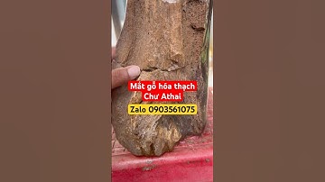 Phát hiện mắt gỗ hóa thạch ai ngờ #youtubeshorts #videoshort #petrifiedwood #wood #khuongthach