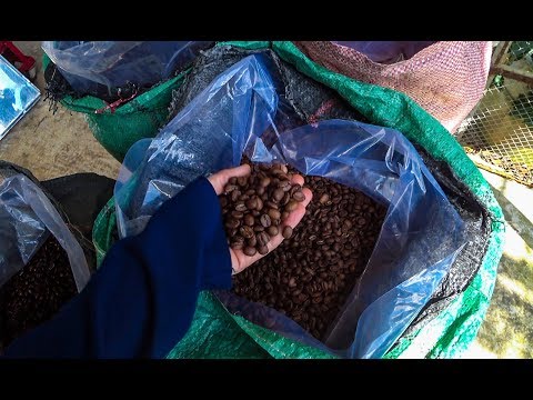 Video: Yuav Ua Li Cas Kopi Luwak Kas Fes