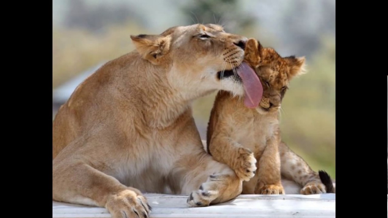 Дикие удовольствия. Нежность животные. Любовь животных. Лев и львица. Львица вылизывает львенка.