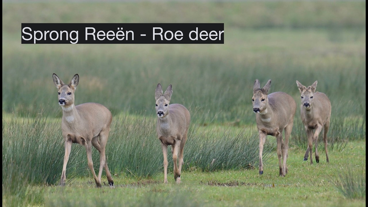 Biesbosch - Sprong Reeën