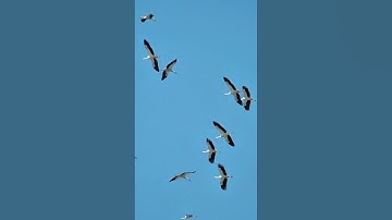 تلاوت قرآن کریم - سوره حشر ، آیه ۲۳- قرائت عبدالباسط عبدالصمد