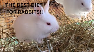 The BEST guide on FEEDING RABBITS!!! by Deadwood Rabbitry 29 views 7 months ago 4 minutes, 21 seconds