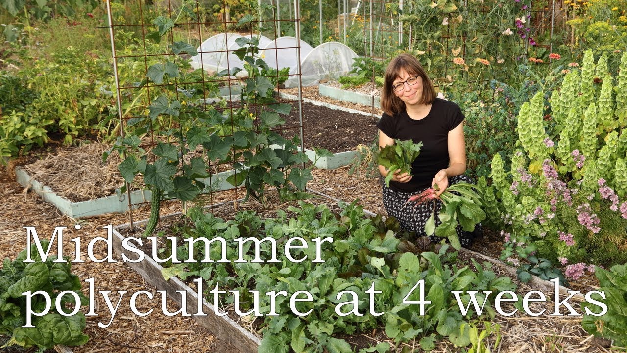 Summer polyculture at 4 weeks