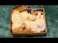 Best Funny Cats 😹 And Dogs 🐶 Videos - Funny Cat Reactions -Try Not To Laugh!