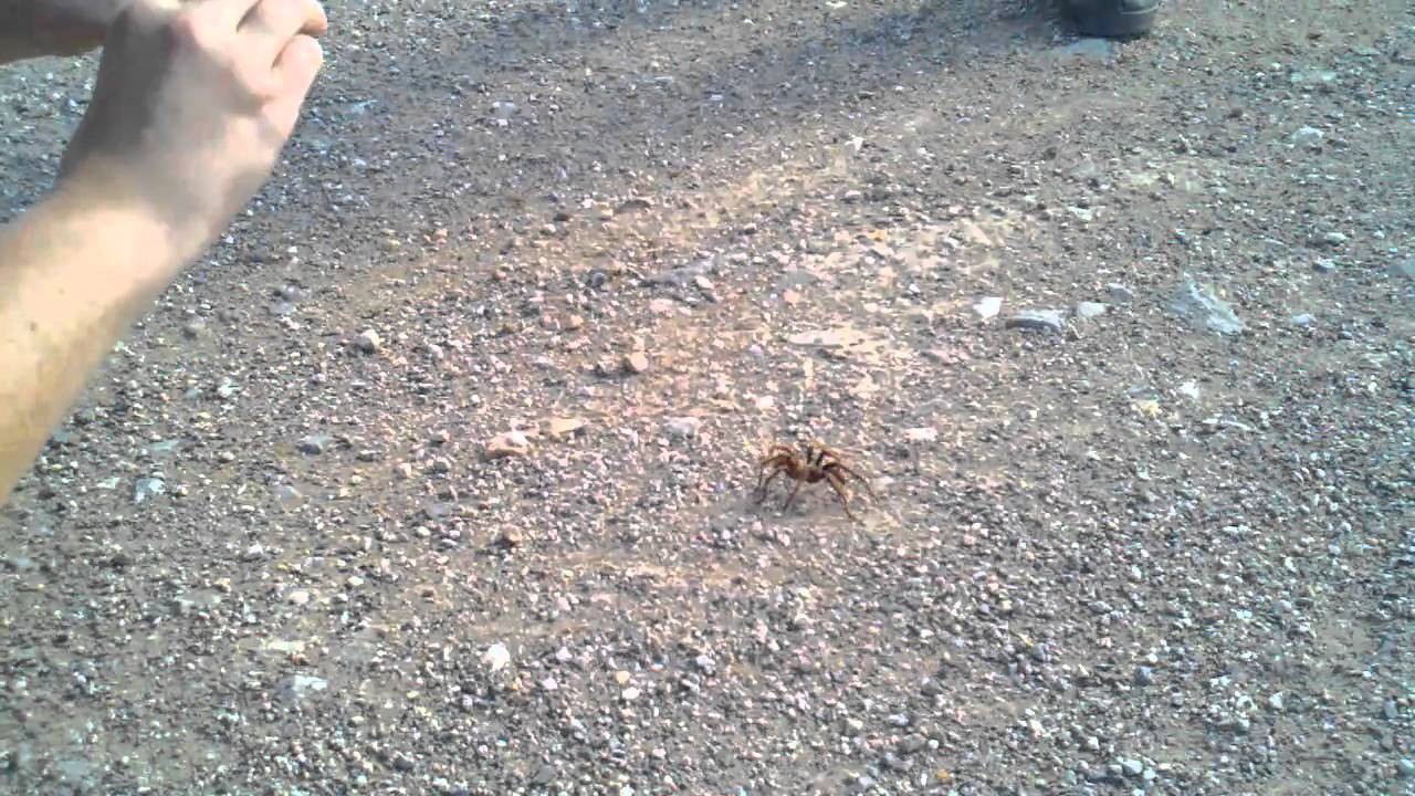 Tarantula run 2010 in Gabbs Valley. YouTube