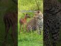 The Silent Pulse: Shared Worlds of the Wild 🌿✨ #wildlife #naure #naturewatch #shorts #viral#hunting
