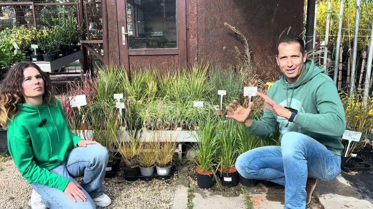 Itt az ültetési szezon. Meglátogattam a budaörsi Borostyán Kertcentrumot (babérmeggyek, díszfüvek…)