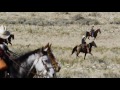 Dances with Bulls: The Great Bison Roundup