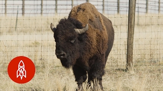 Dances with Bulls: The Great Bison Roundup