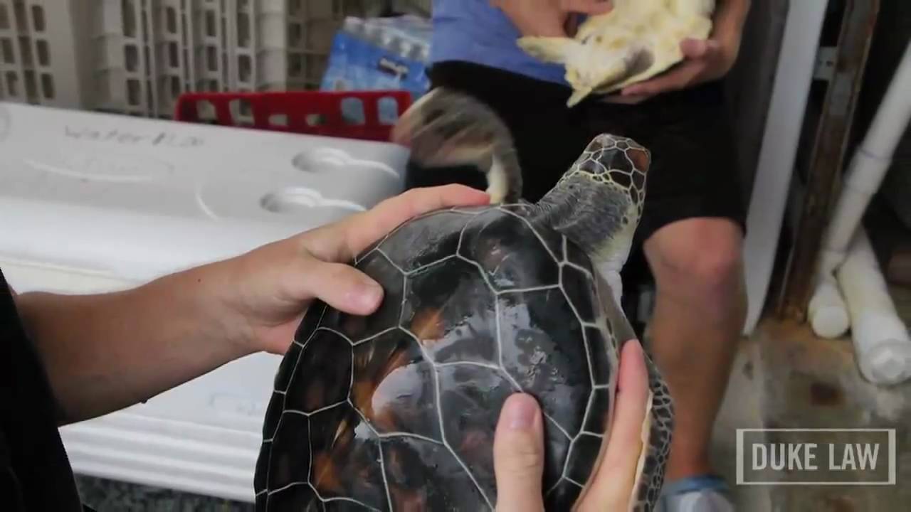 Sea Turtles and the Duke Law Environmental Law & Policy Clinic