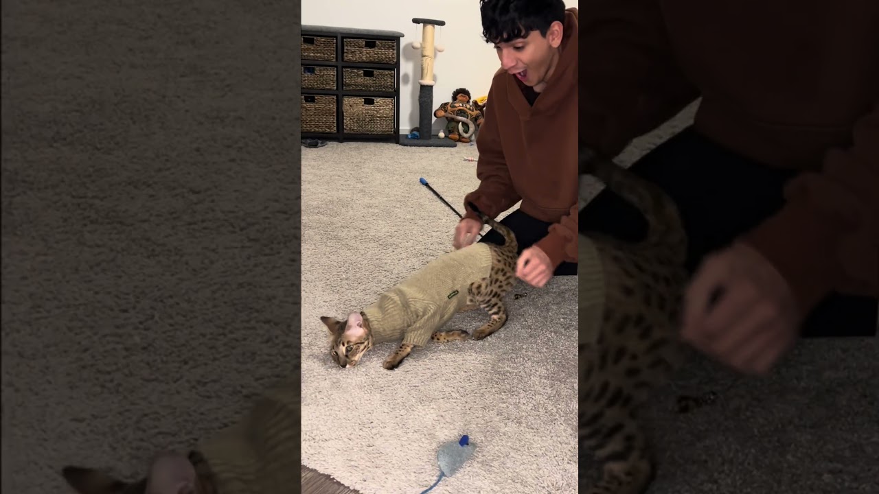 Я надел свитер на свою машину, и она начала мурлыкать.