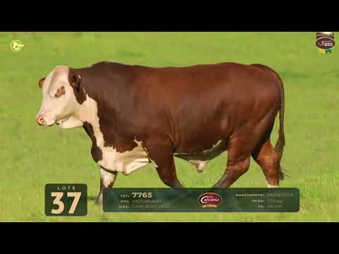 LOTE 37   TAT 7765 M Braford
