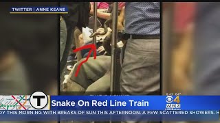 Rider Snaps Photo Of Snake On Red Line Train