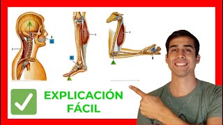 ✅ PALANCAS en el CUERPO HUMANO | BIOMECÁNICA (Ejemplos) FÁCIL