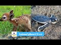 Cutest Animals in The world 🌎 | Supper funniest pets | Animal Planet Ever #65