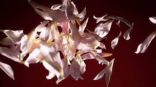 Phantom VEO 4k Phantom Veo 4k Commercial