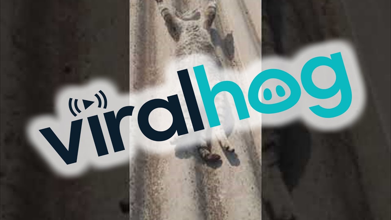 Relaxed Kitty Soaks Up the Sun || ViralHog